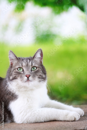 Cute cat looking up outdoors