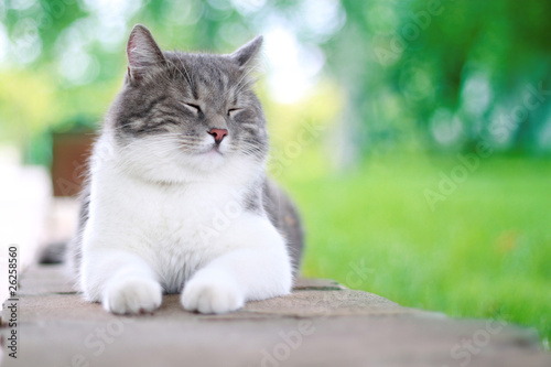 Photography Cute cat enjoying his life outdoors.