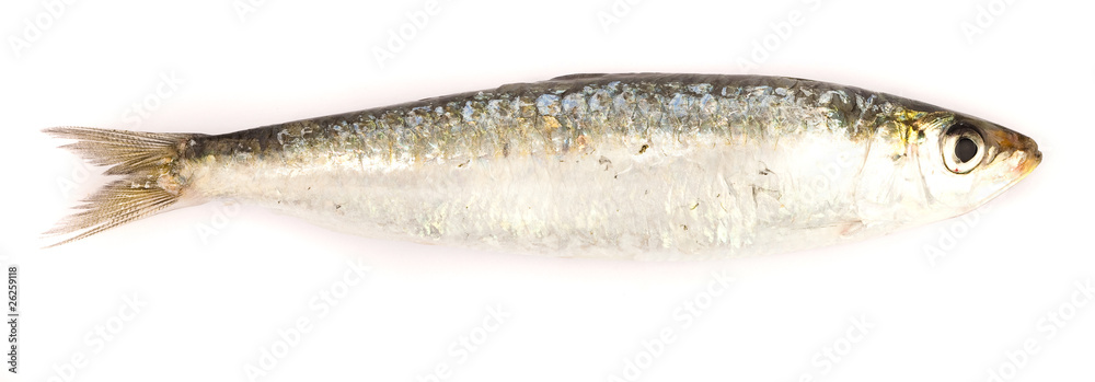 Fototapeta premium raw fish