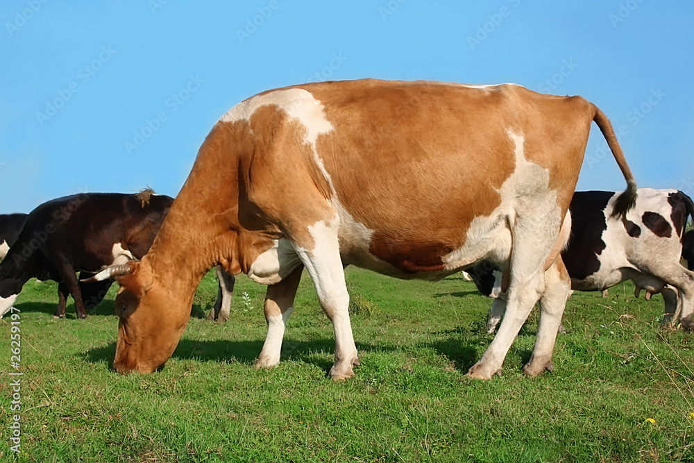 Herd of cows grazed on a green meadow