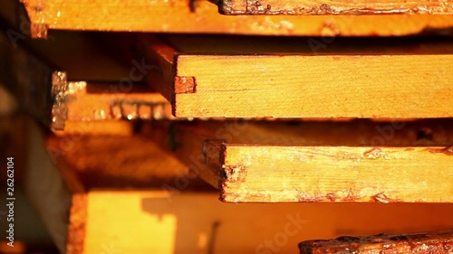Honeybees buzz across and build a honeycomb