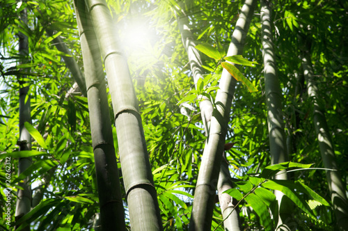 Bamboo tree #26262312