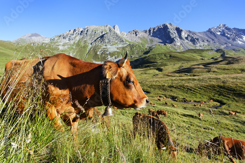 au pays des tarines photo