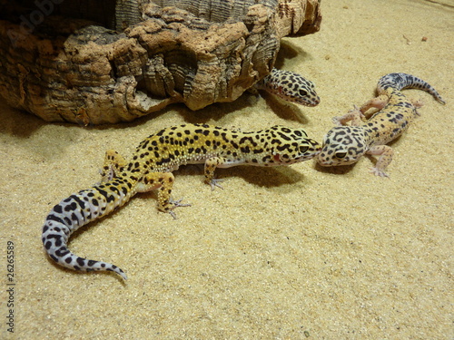 Leopardengecko- Eublephonis macularis photo