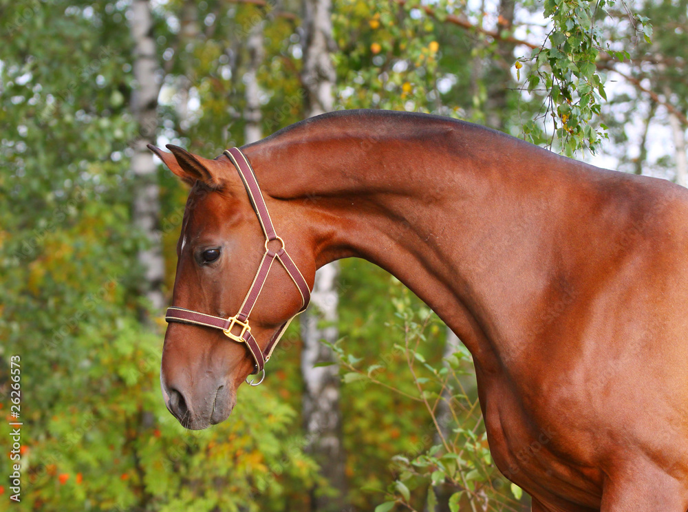 beautiful bay horse