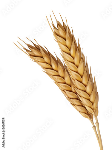 Fotobehang Two Wheat