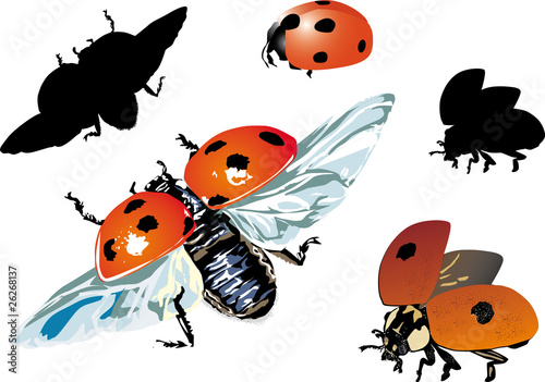 set of isolated ladybugs