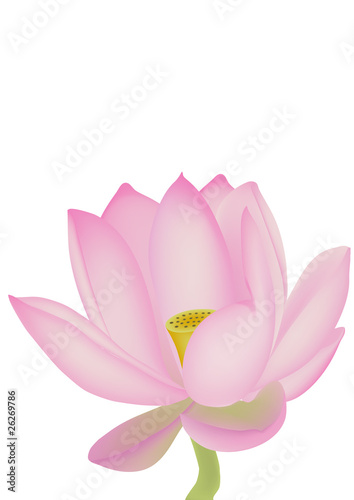 Lotus isolated on a white background