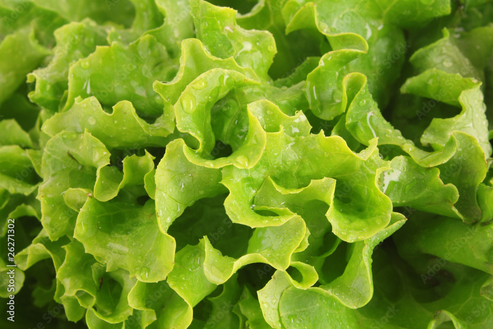 Green lettuce salad isolated as a background Green lettuce salad isolated as a background
