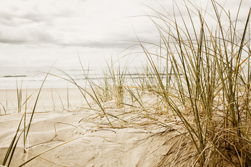 Keuken achterwand Duingras Hoog strandgras op bewolkte dag  © Martin Valigursky