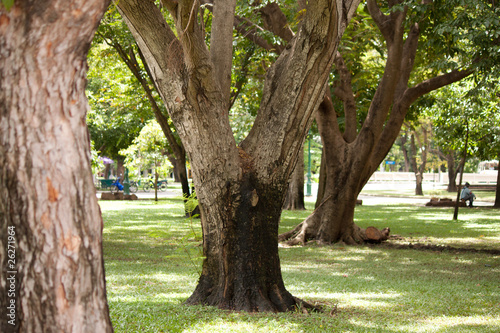 Tree in the park