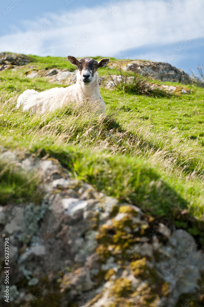 Fototapeta premium Scottish sheep lying in landscape