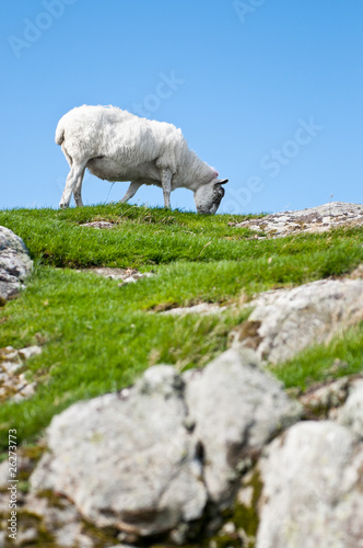 Sheep eating grass on hill