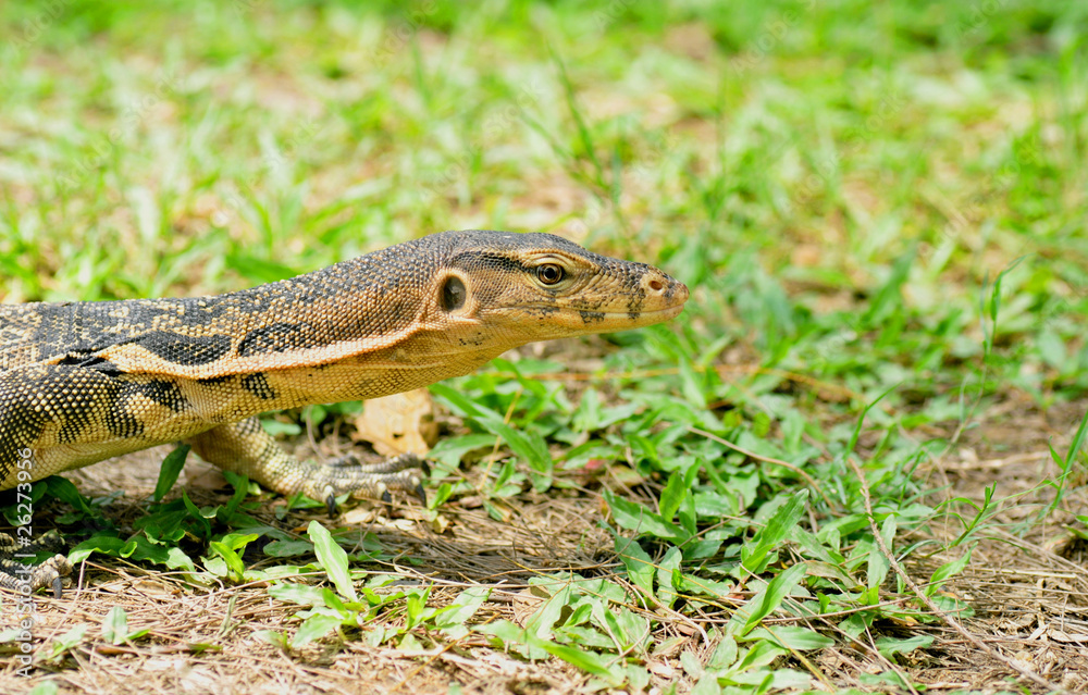 young monitor lizard young monitor lizard