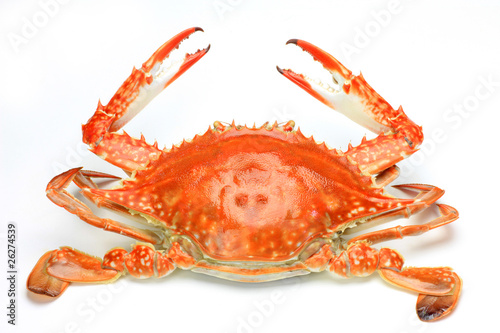 The blue crab which was boiled