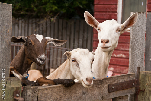 Three goats lean over an old fence on a farm