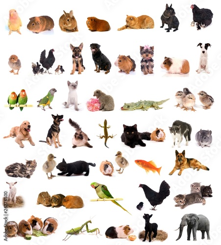Fototapeta Naklejka Na Ścianę i Meble -  montage animaux - diversité