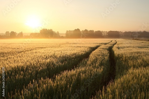 Rural landscape at dawn with mist floating over the field