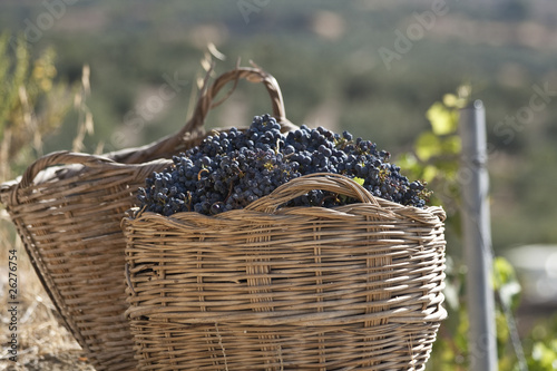 Herencia En la cabeza de Mareo Cesta de uvas de la vendimia foto de Stock | Adobe Stock