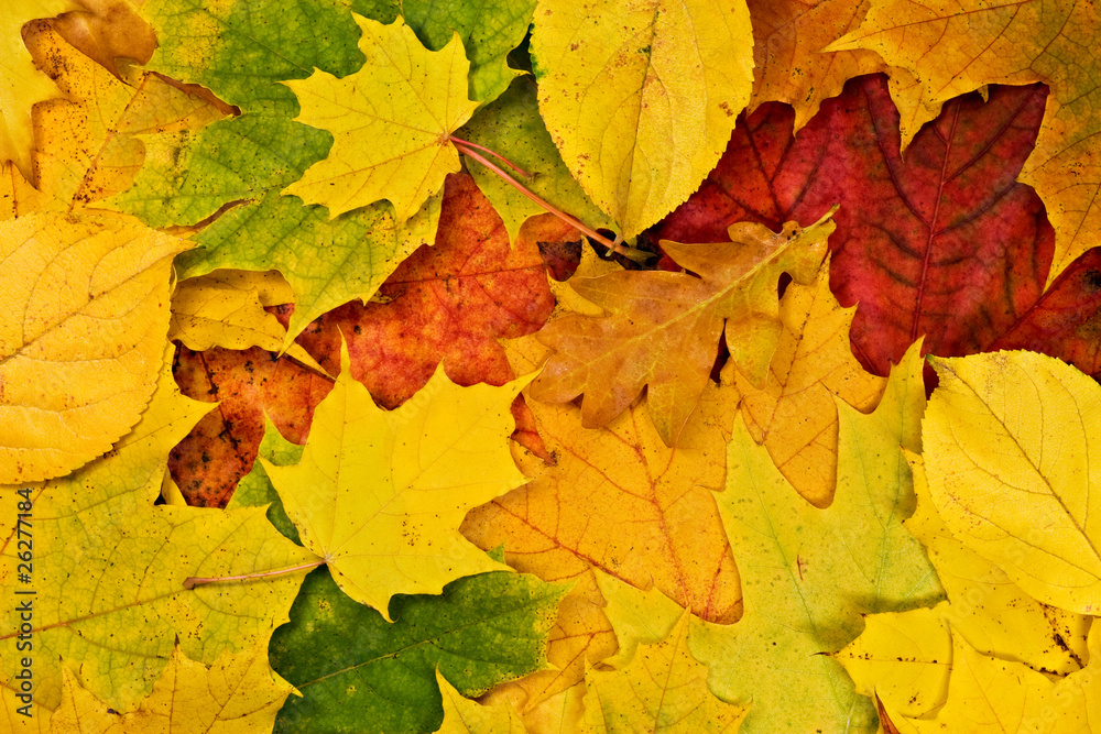 Colorful vivid background of fallen autumn leaves