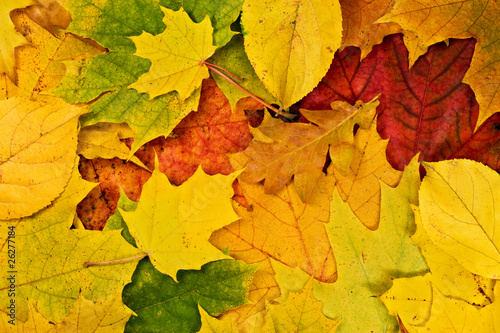 Colorful vivid background of fallen autumn leaves