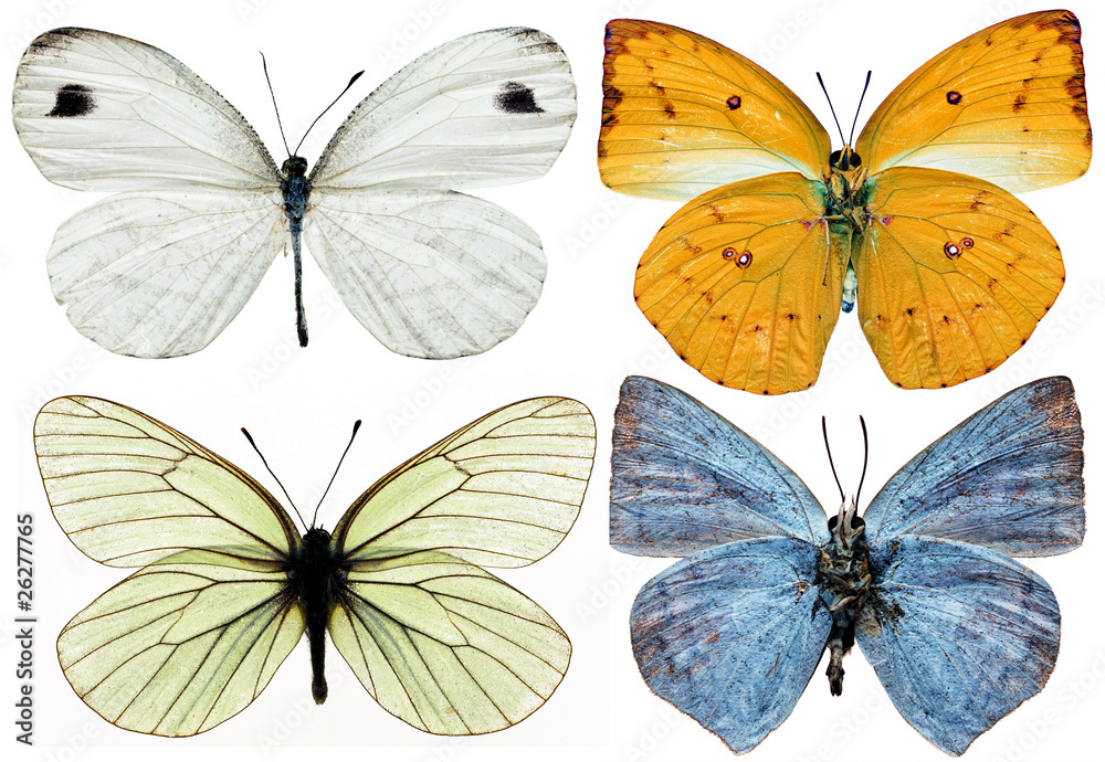 collection of butterflies isolated on white collection of butterflies isolated on white