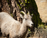 Female Bighorn sheep