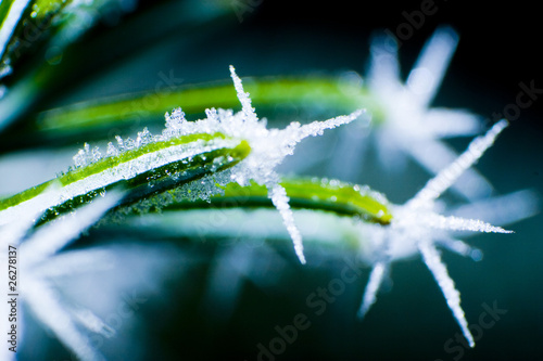 Blumen eiskristalle