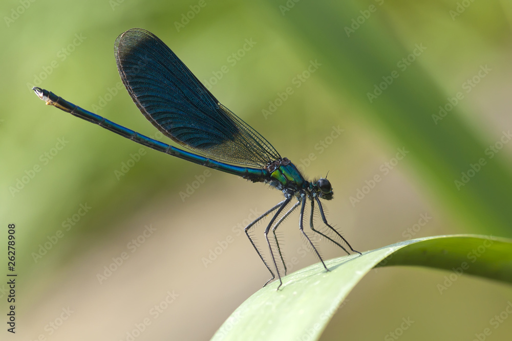 Beautiful bright Dragonfly close-up Beautiful bright Dragonfly close-up