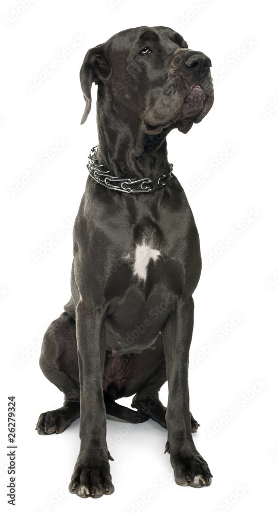 Great Dane, 5 years old, sitting in front of white background