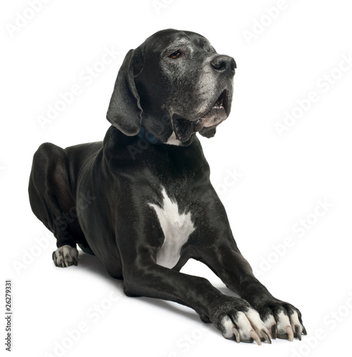 Great Dane, 1 year old, lying in front of white background