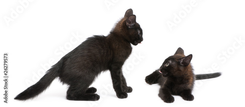 Two black kittens playing together in front of white background © Eric Isselée