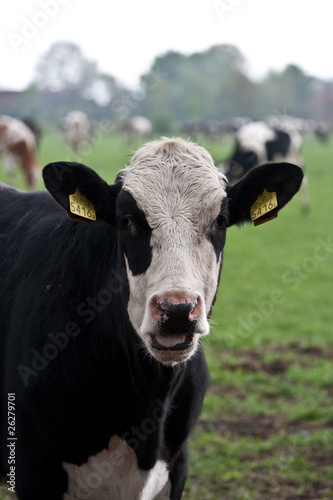 Принти на полотні Dutch cow
