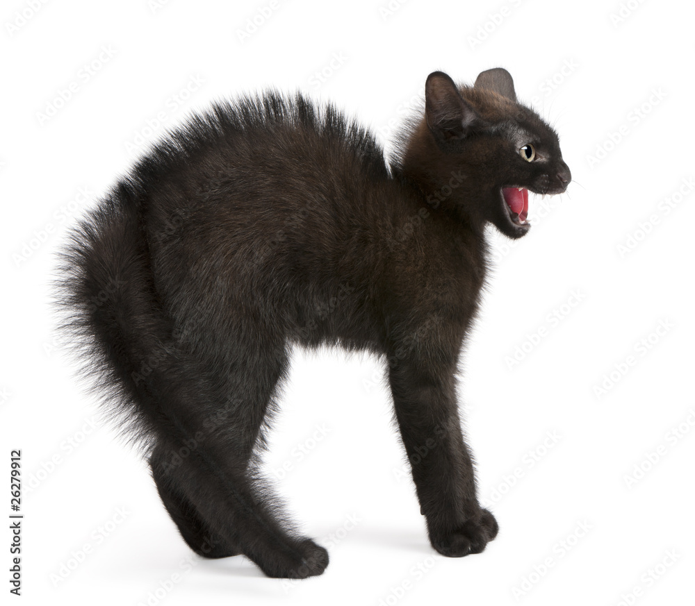 Frightened black kitten standing in front of white background Frightened black kitten standing in front of white background