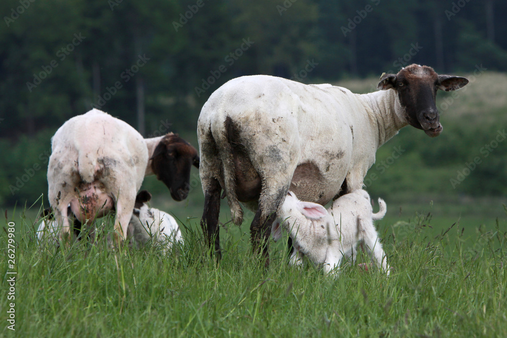 Obraz premium Lamm mit Mutterschaf
