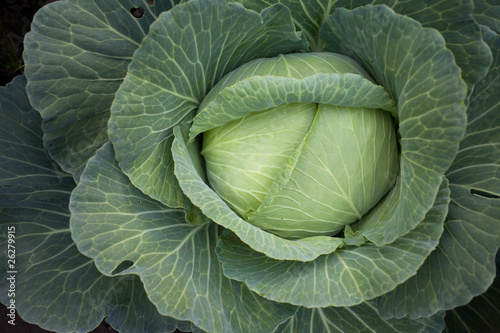 head of cabbage