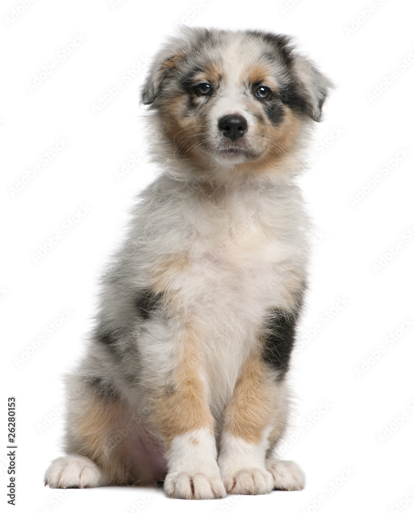 Blue Merle Australian Shepherd puppy, 10 weeks old, sitting Blue Merle Australian Shepherd puppy, 10 weeks old, sitting