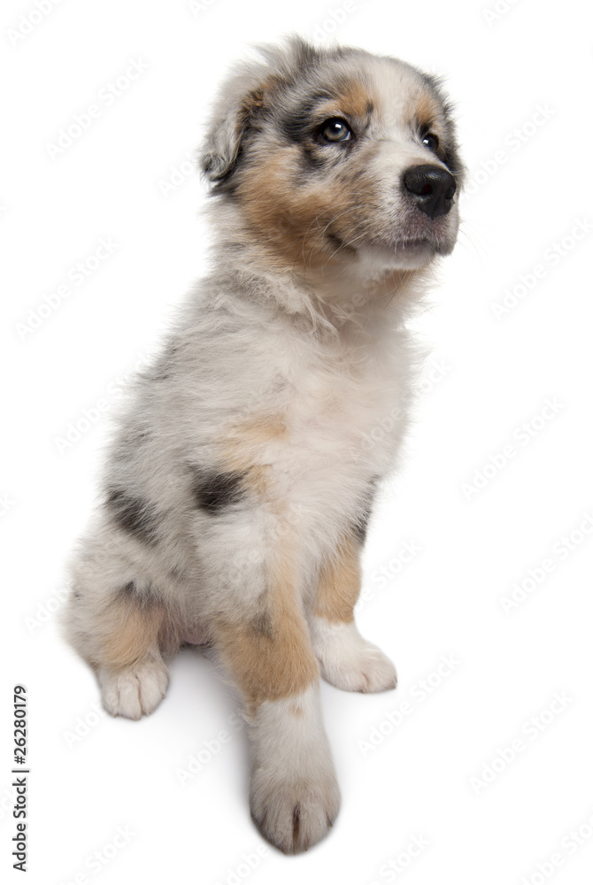 Blue Merle Australian Shepherd puppy, 10 weeks old, sitting in f Blue Merle Australian Shepherd puppy, 10 weeks old, sitting in f