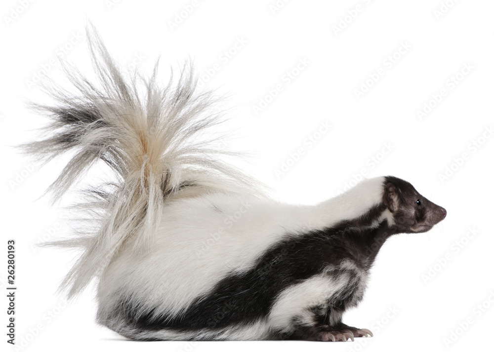 Striped Skunk, Mephitis Mephitis, 5 years old, standing Striped Skunk, Mephitis Mephitis, 5 years old, standing