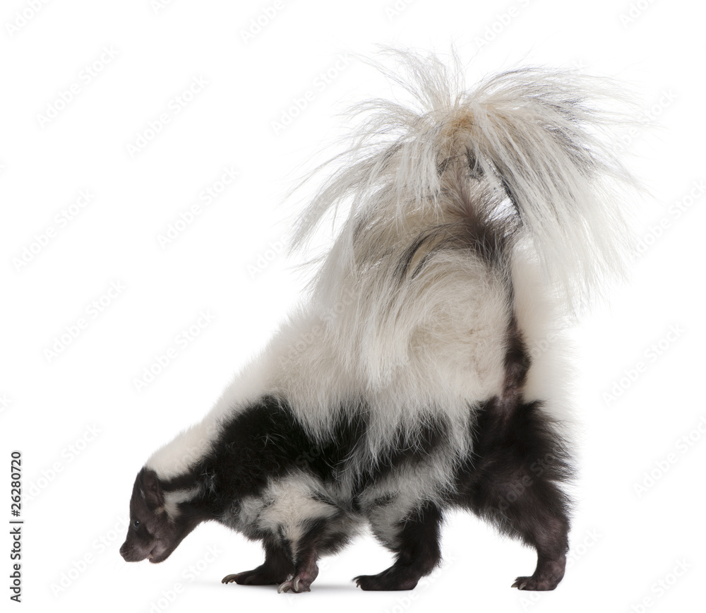 Naklejka premium Striped Skunk, Mephitis Mephitis, 5 years old, standing
