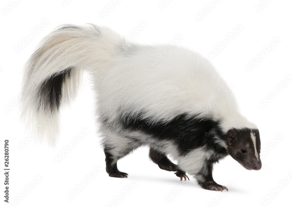 Striped Skunk, Mephitis Mephitis, 5 years old, standing Striped Skunk, Mephitis Mephitis, 5 years old, standing