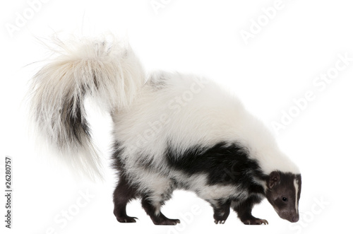 Striped Skunk, Mephitis Mephitis, 5 years old, standing