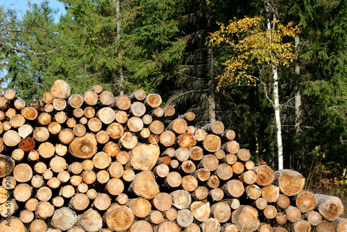 Firewood Stacked in Autumn Forest