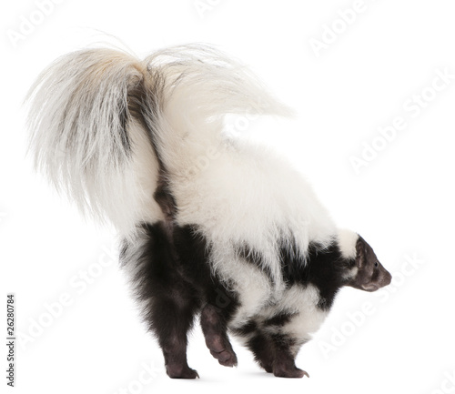 Striped Skunk, Mephitis Mephitis, 5 years old, standing