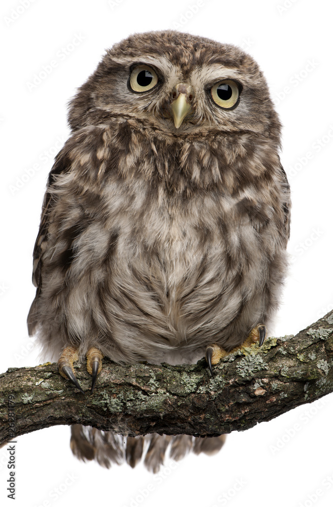 Naklejka premium Young owl perching on branch in front of white background
