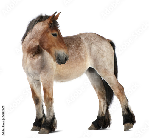 Belgian Heavy Horse foal, Brabancon, a draft horse breed photo