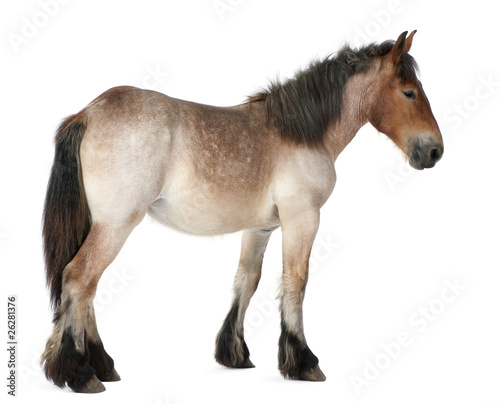 Belgian Heavy Horse foal  Brabancon  a draft horse breed