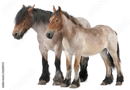Mother and foal draft horse  Belgian Heavy Horse  Brabancon