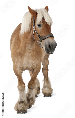 Fototapeta Naklejka Na Ścianę i Meble -  Belgian horse, Belgian Heavy Horse, Brabancon, draft horse