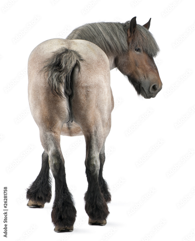 Fototapeta premium Belgian horse, Belgian Heavy Horse, Brabancon, draft horse